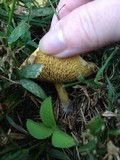 Suillus americanus image