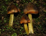 Hygrocybe astatogala image