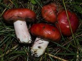 Russula sanguinaria image
