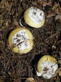Amanita vernicoccora image