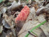 Ramaria araiospora image