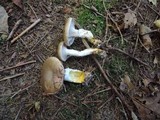 Gomphidius glutinosus image