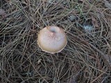 Chroogomphus tomentosus image