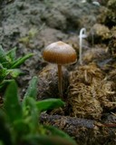 Psilocybe coprophila image