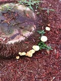Gymnopilus palmicola image