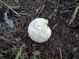 Hebeloma crustuliniforme image