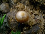Psilocybe coprophila image