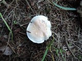 Hebeloma crustuliniforme image