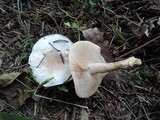 Hebeloma crustuliniforme image