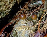 Psilocybe coprophila image
