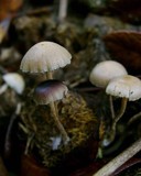 Psilocybe coprophila image