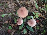 Tricholoma vaccinum image