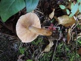 Tricholoma vaccinum image
