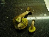 Boletus subtomentosus image