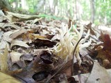Ramariopsis kunzei image