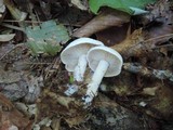 Rhodocollybia maculata image