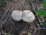 Chlorophyllum olivieri image