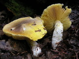 Floccularia albolanaripes image