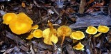 Gymnopilus lepidotus image