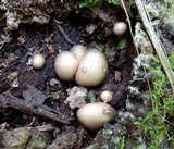 Lycogala epidendrum image
