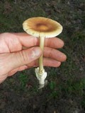 Amanita amerifulva image