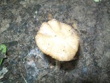 Xerula megalospora image