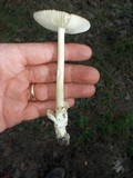Amanita amerifulva image
