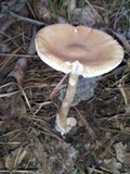 Amanita amerifulva image