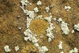 Caloplaca flavovirescens image