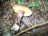 Tricholomopsis rutilans image