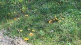 Suillus americanus image