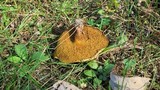 Suillus americanus image