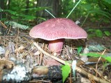 Tricholomopsis rutilans image