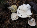 Hygrophorus eburneus image