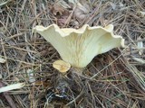 Clitocybe gibba image