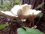 Neolentinus lepideus image