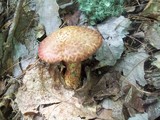 Suillus spraguei image