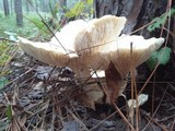 Neolentinus lepideus image
