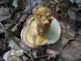 Suillus spraguei image