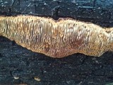 Gloeophyllum sepiarium image