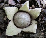 Myriostoma coliforme image