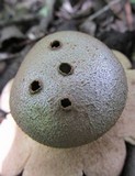 Myriostoma coliforme image
