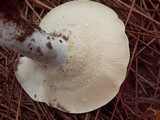 Lactarius piperatus image