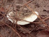 Lactarius piperatus image
