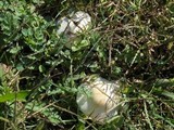 Amanita verna image