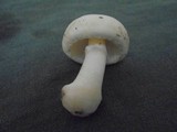 Amanita verna image