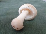 Amanita verna image