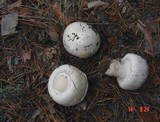 Agaricus arvensis image