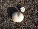 Agaricus arvensis image