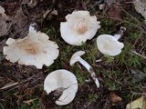 Rhodocollybia maculata image